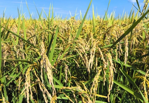 微信圖片_2025-09-14_200437_462